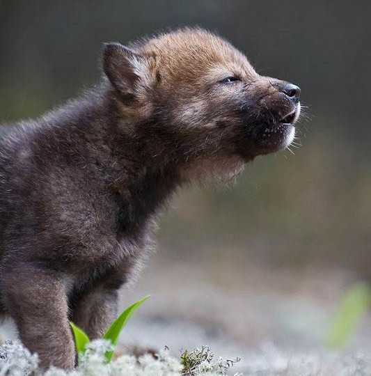Grey wolf cub, Voroncovo, Russia